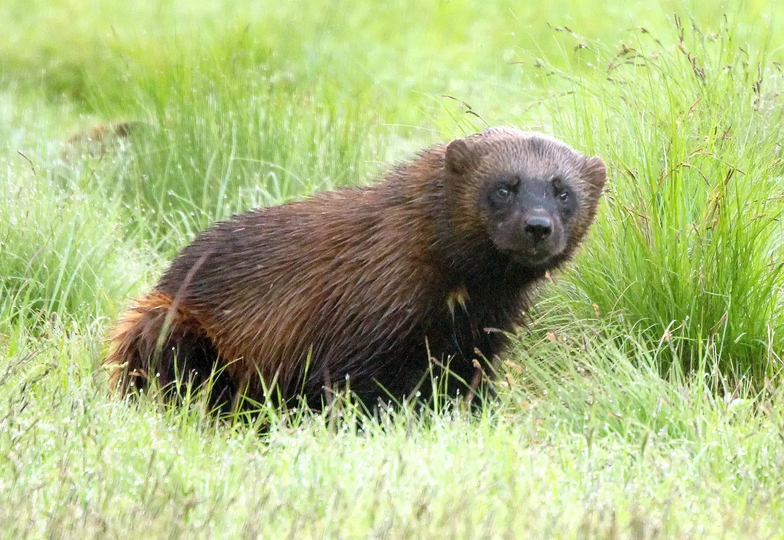 Why It Matters: Wolverines as Climate and Wilderness Barometers (Image Credits: Wikimedia)
