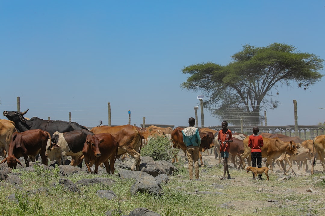 The Future Landscape: GPS Herding, Conservancies, and Climate Risks (Image Credits: Unsplash)