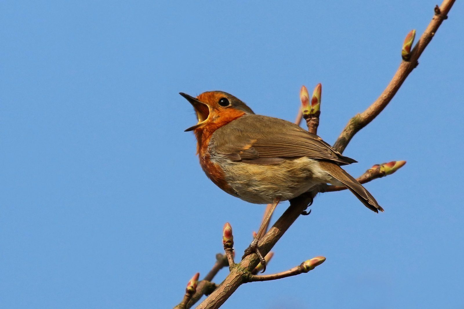 From Instinct to Learning: How Young Birds Master Their Tunes (Image Credits: Wikimedia)