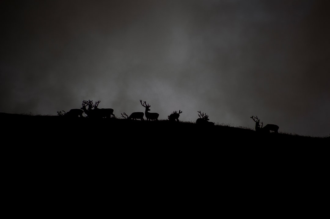 Prey Species Adapt Their Survival Tactics (Image Credits: Unsplash)