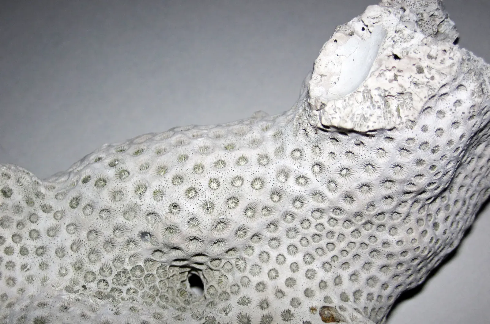 #8 - Coral-Like Reefs Built Long Before Modern Corals Existed (By James St. John, CC BY 2.0)