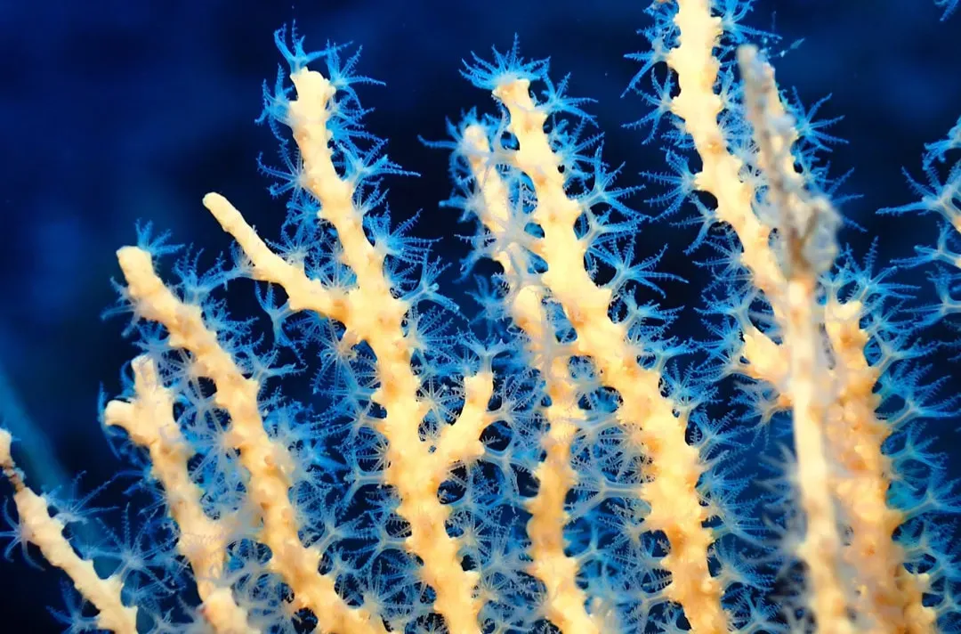 Deep Ocean Biodiversity Is a Biological Goldmine (Image Credits: Unsplash)