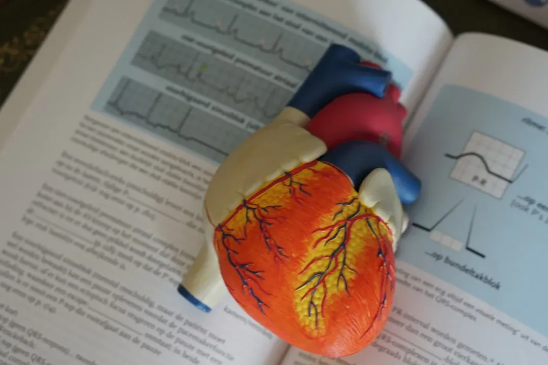 The Aging Heart Muscle: From Powerhouse To Overworked Pump (Image Credits: Unsplash)