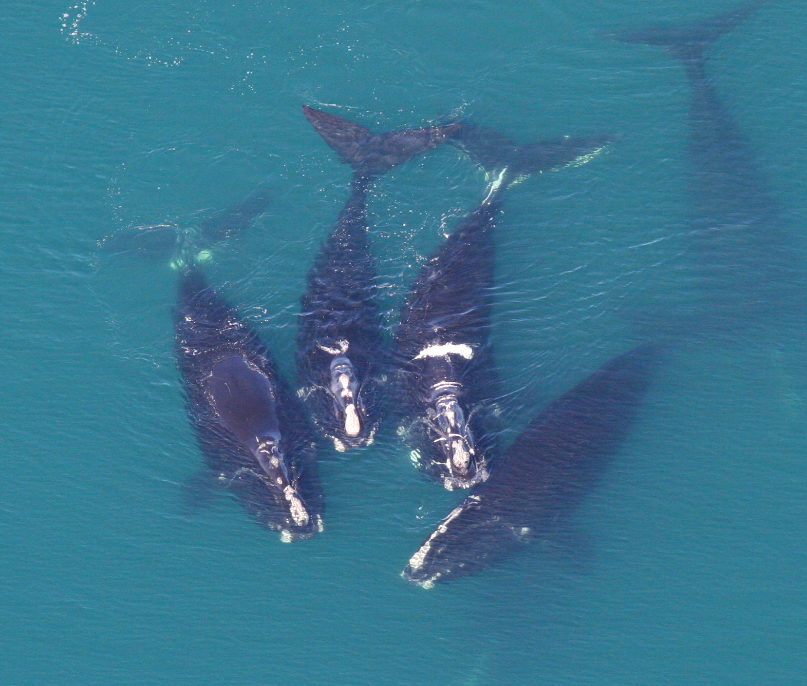 Whales Struggle to Adapt to Human-Made Sounds (Image Credits: Wikimedia)