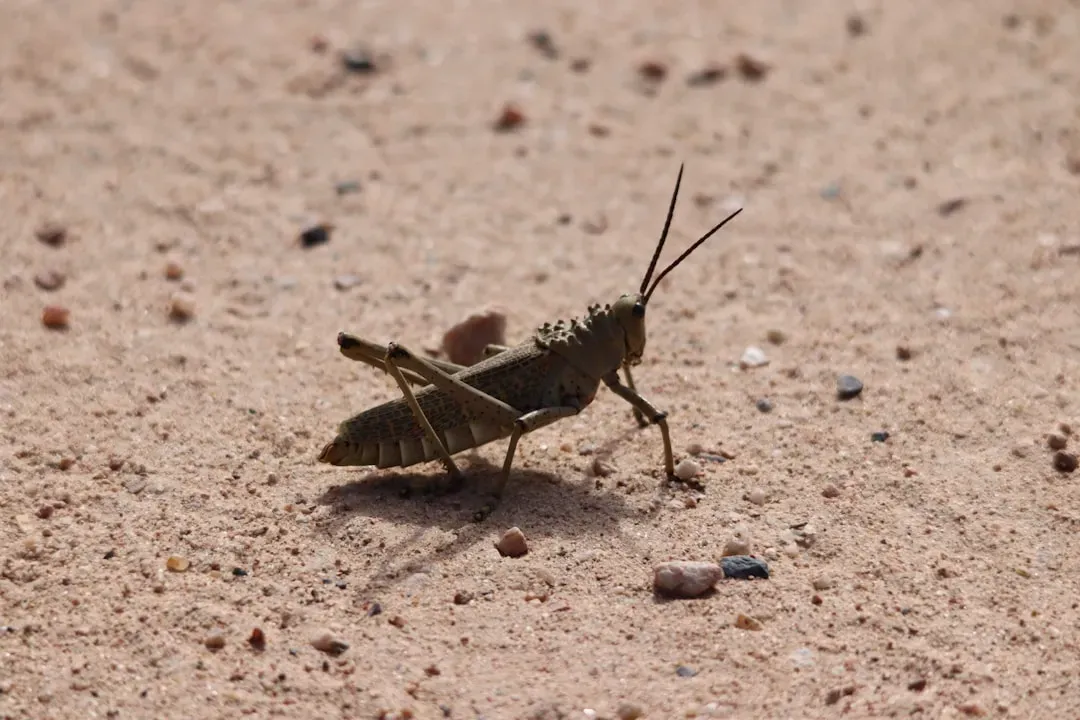 Desert Locusts: Chaotic Swarms That Still Hit the Same Green Targets (Image Credits: Unsplash)