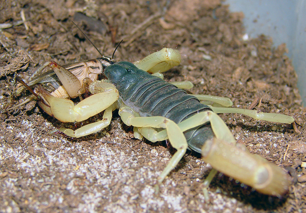Predatory Focus: The Scorpio Hunting Style (Image Credits: Flickr)