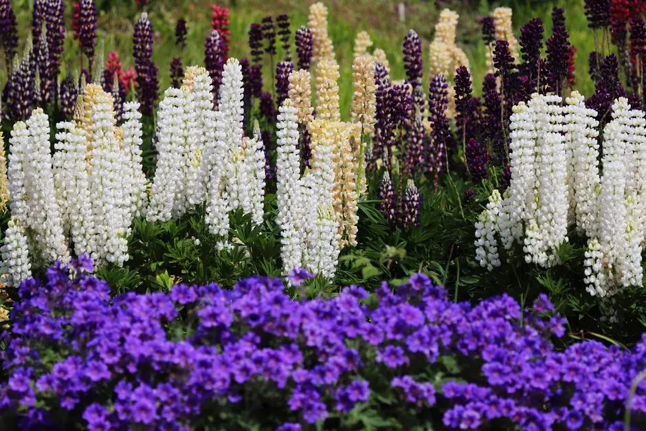 #13 - Perennials Essentially Play Dead, Shutting Down Photosynthesis Entirely (Image Credits: Pexels)