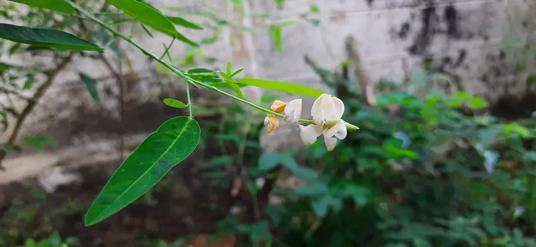 The Telegraph Plant: Leaves That Actually Move To Signal (Image Credits: Unsplash)