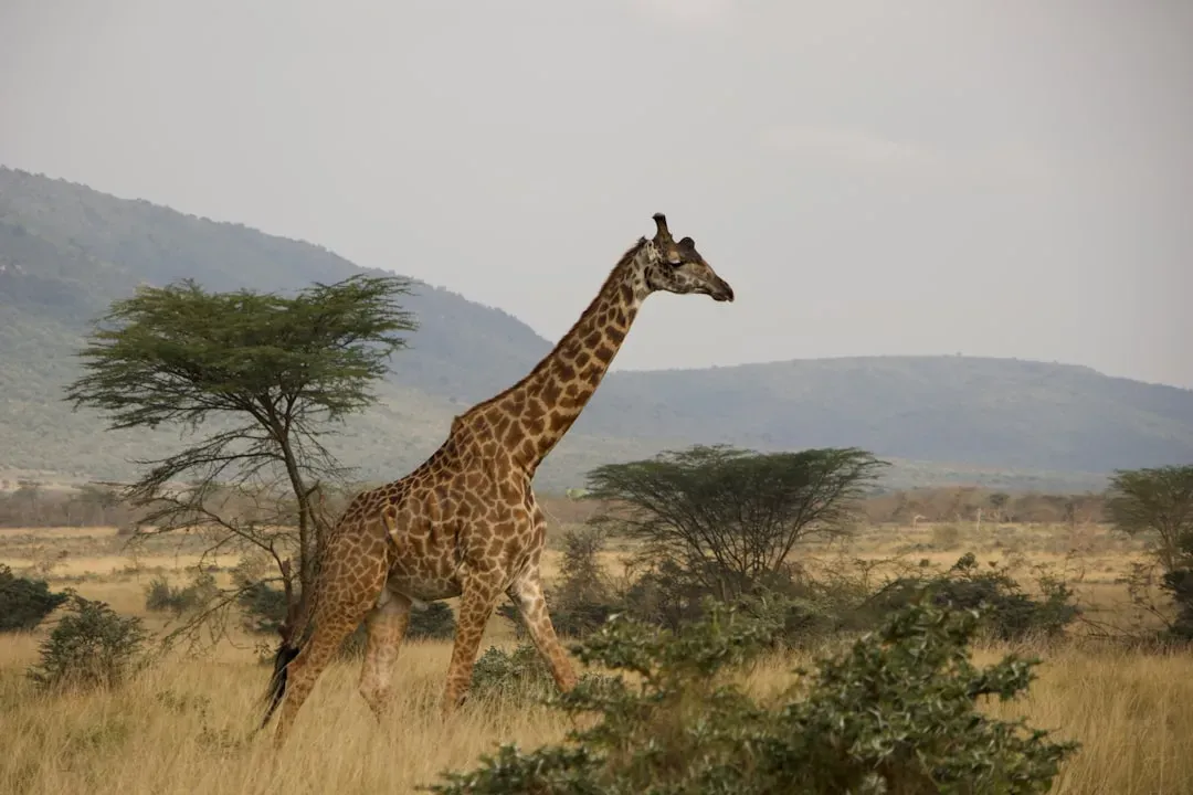 5. Giraffe – Grace On Stilts (Image Credits: Unsplash)