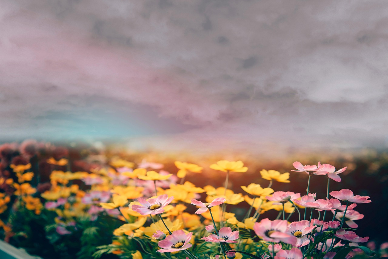 Plant Life as Weather Prophets (Image Credits: Pixabay)