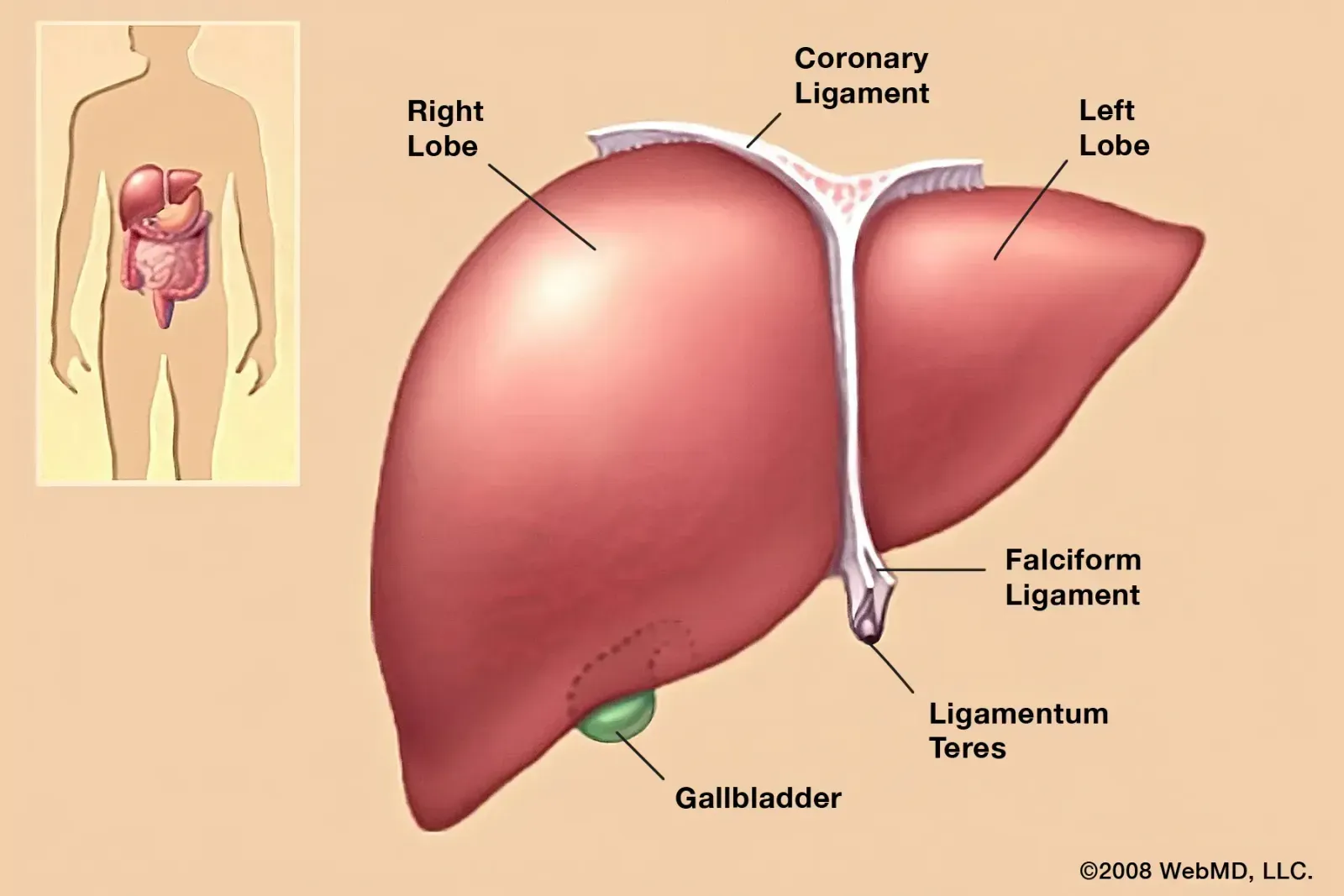 Your Liver: The Regeneration Champion (Image Credits: Wikimedia)