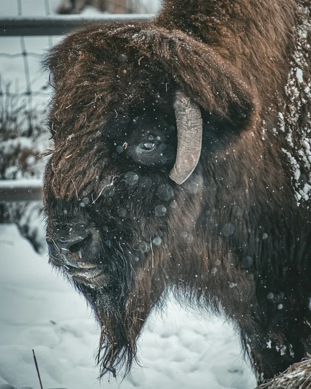 Taurus: The Stubborn Bison That Hunkers Down Under Pressure (Image Credits: Unsplash)