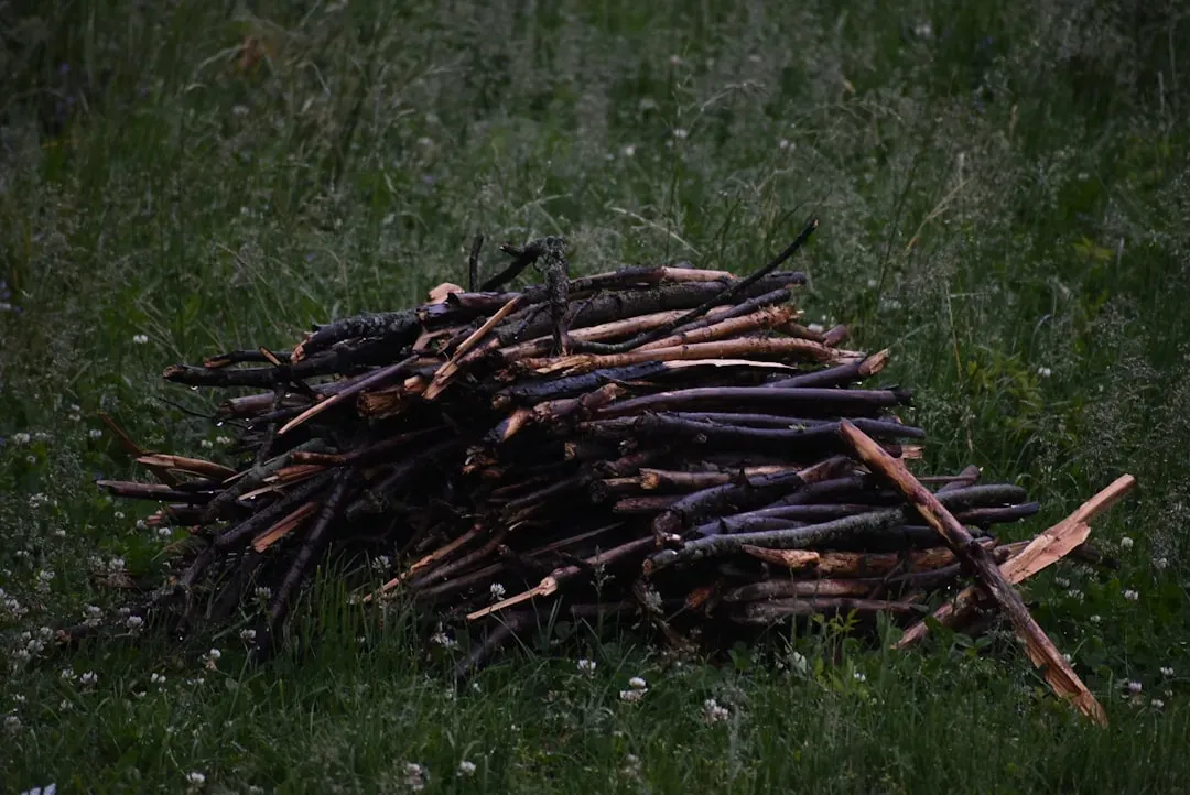 Not Just a Danish Phenomenon (Image Credits: Unsplash)