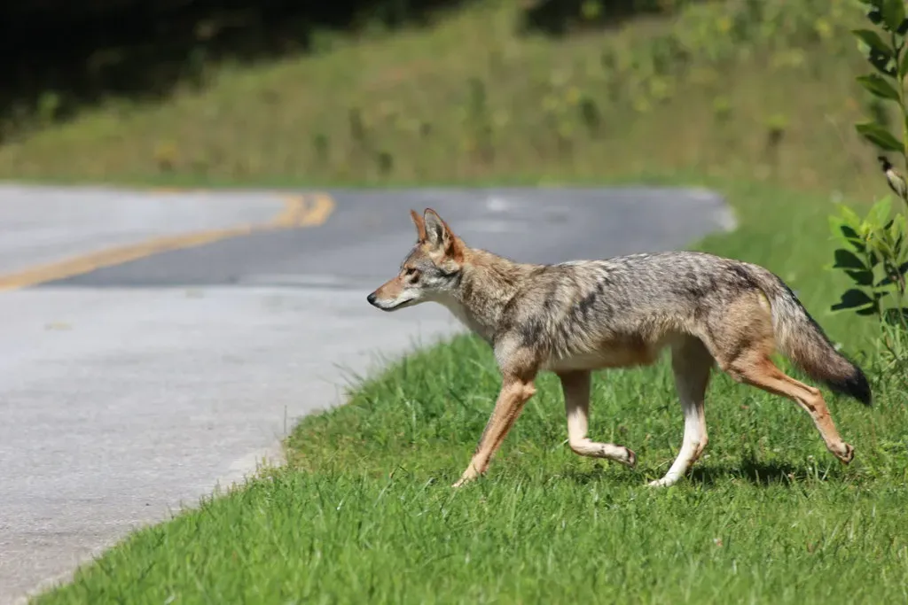 Conclusion: Seeing Your Street Through Coyote Eyes (Image Credits: Flickr)