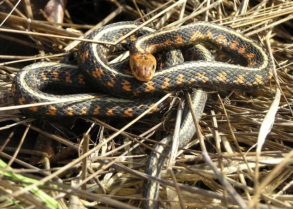 They Thrive in Human‑Dominated Landscapes Better Than Many Snakes (Oregon Department of Fish & Wildlife, Flickr, CC BY-SA 2.0)