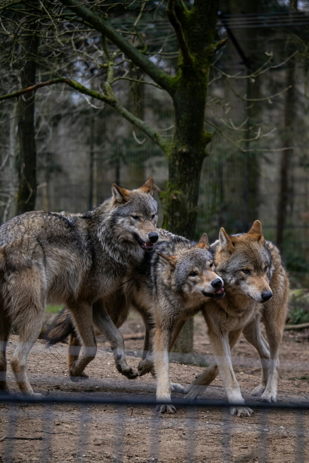 The Surprising Discovery of Wolf-Dog Emotional Similarities (Image Credits: Unsplash)