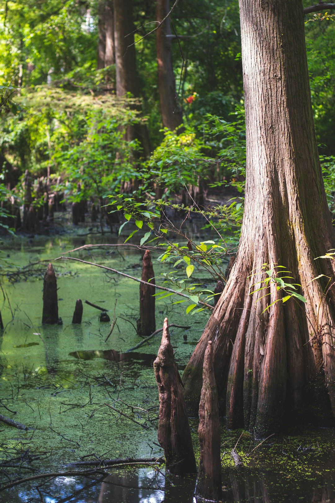 Okefenokee Swamp (Georgia–Florida) (Image Credits: Unsplash)