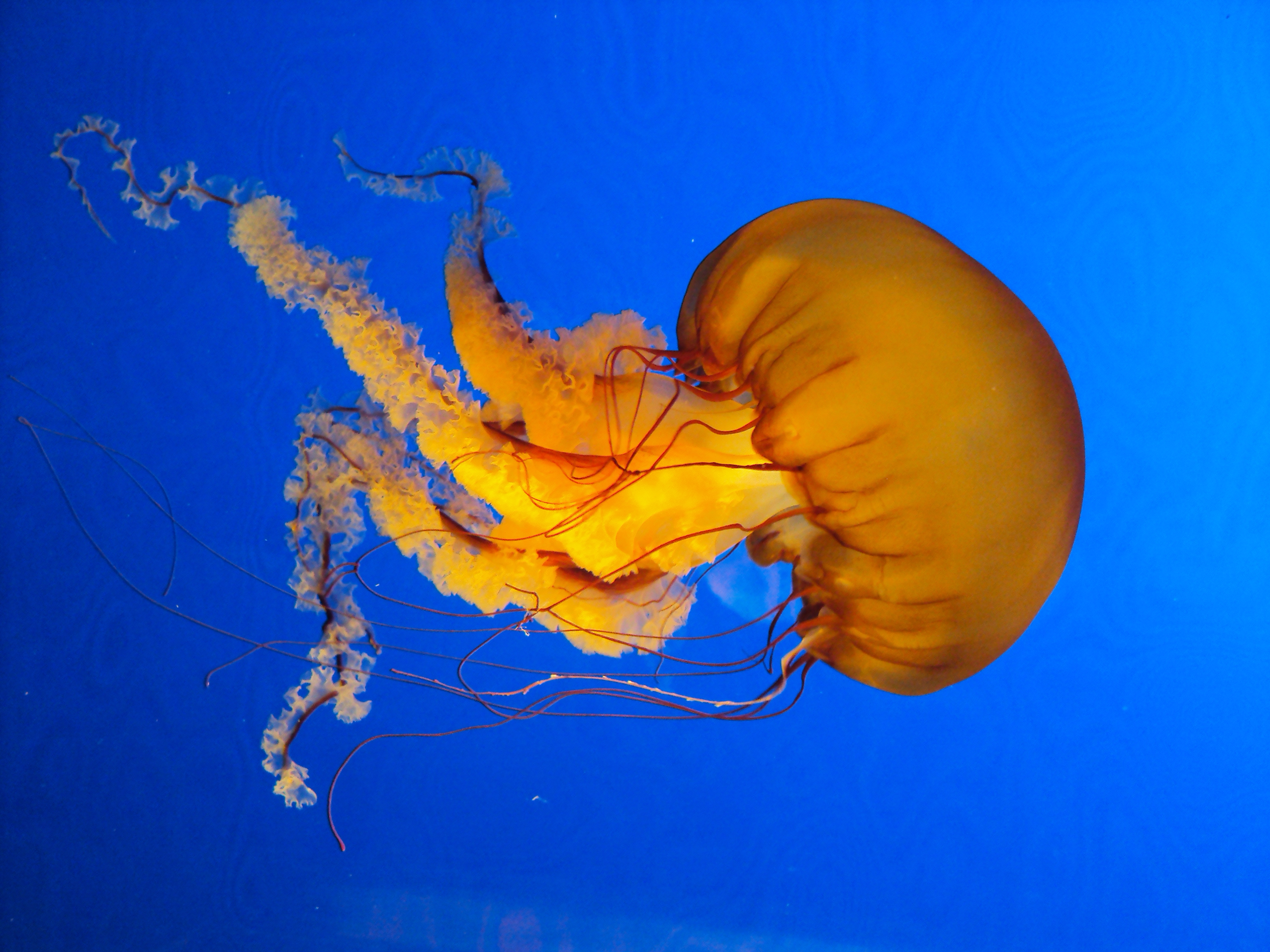 Libra (September 23 - October 22): The Jellyfish (Image Credits: Wikimedia)