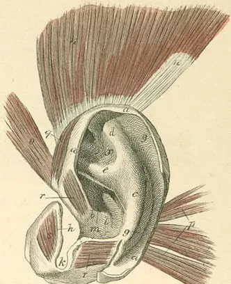 The Auricular Muscles of the Ear: Ghosts of an Ear-Wiggling Past? (Image Credits: Flickr)