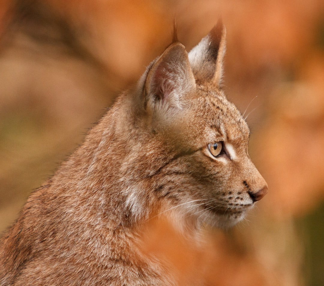 Fire Signs on the Forest Edge: Aries, Leo, Sagittarius (Image Credits: Unsplash)