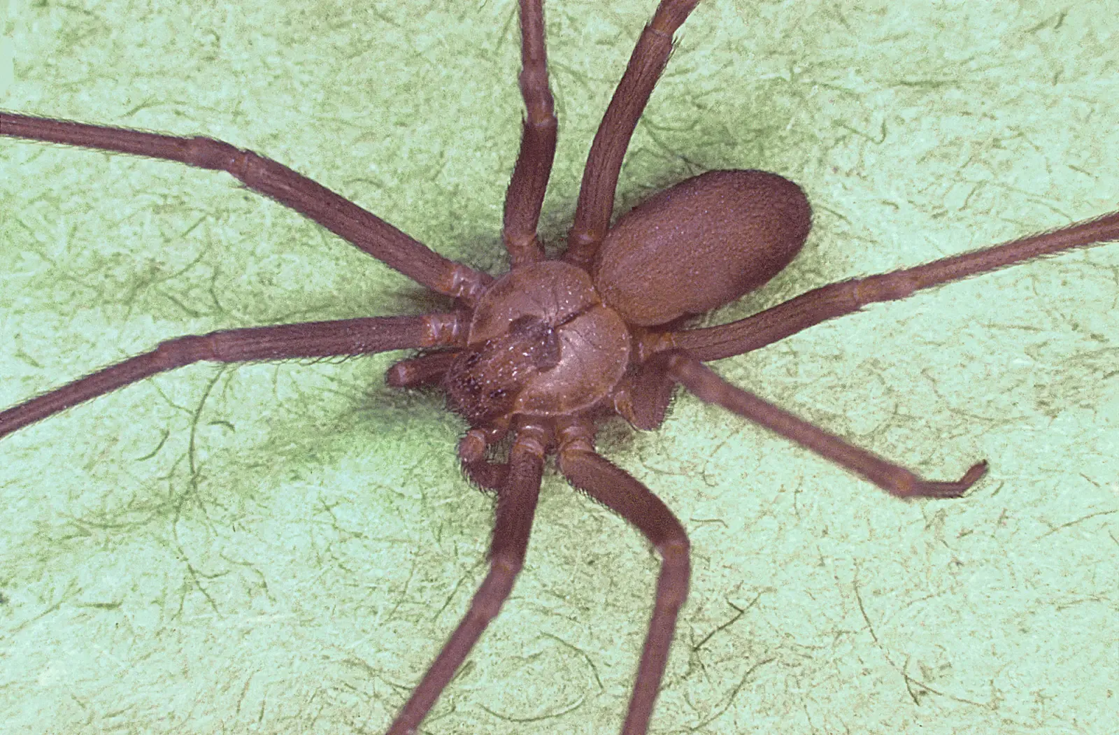 6. Brown Recluse Spider – The Flesh-Eating Legend (With a Catch) (Public domain)