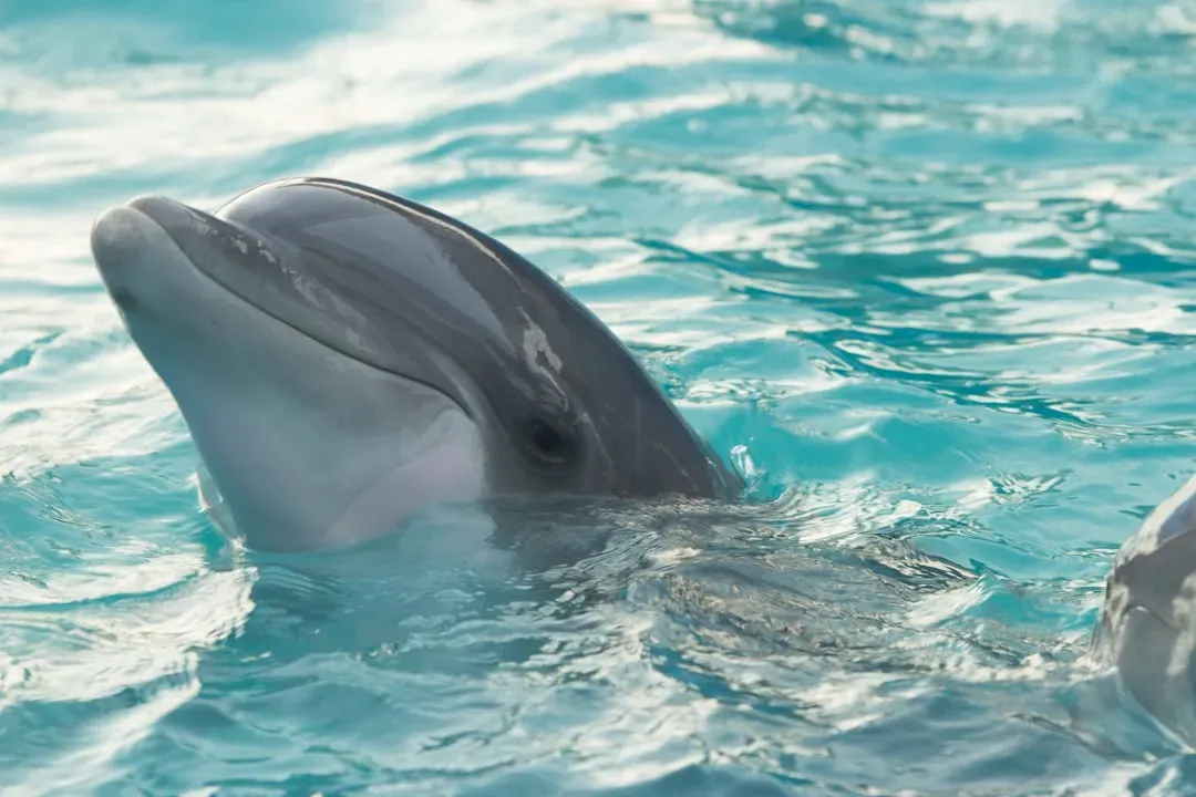 Pisces – The Nocturnal Dolphin (Image Credits: Unsplash)