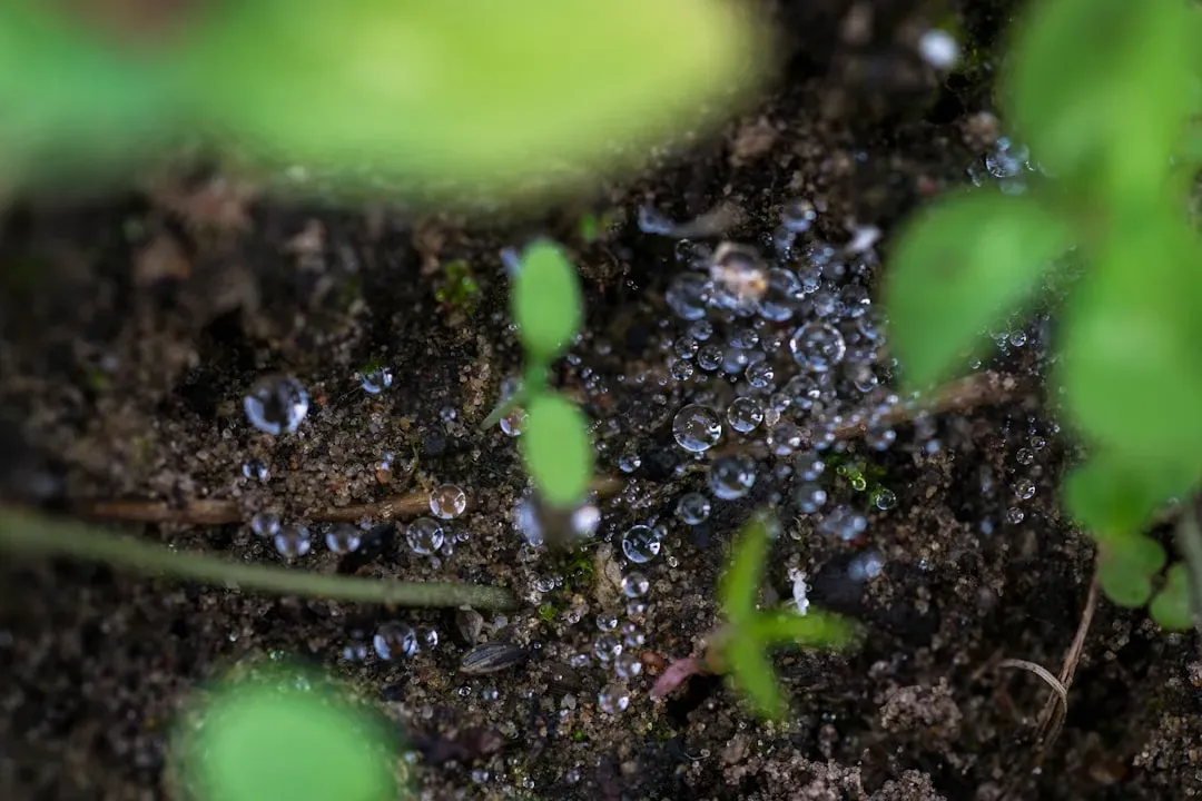 #3 - Water Disappears Fast After Rain (Image Credits: Unsplash)