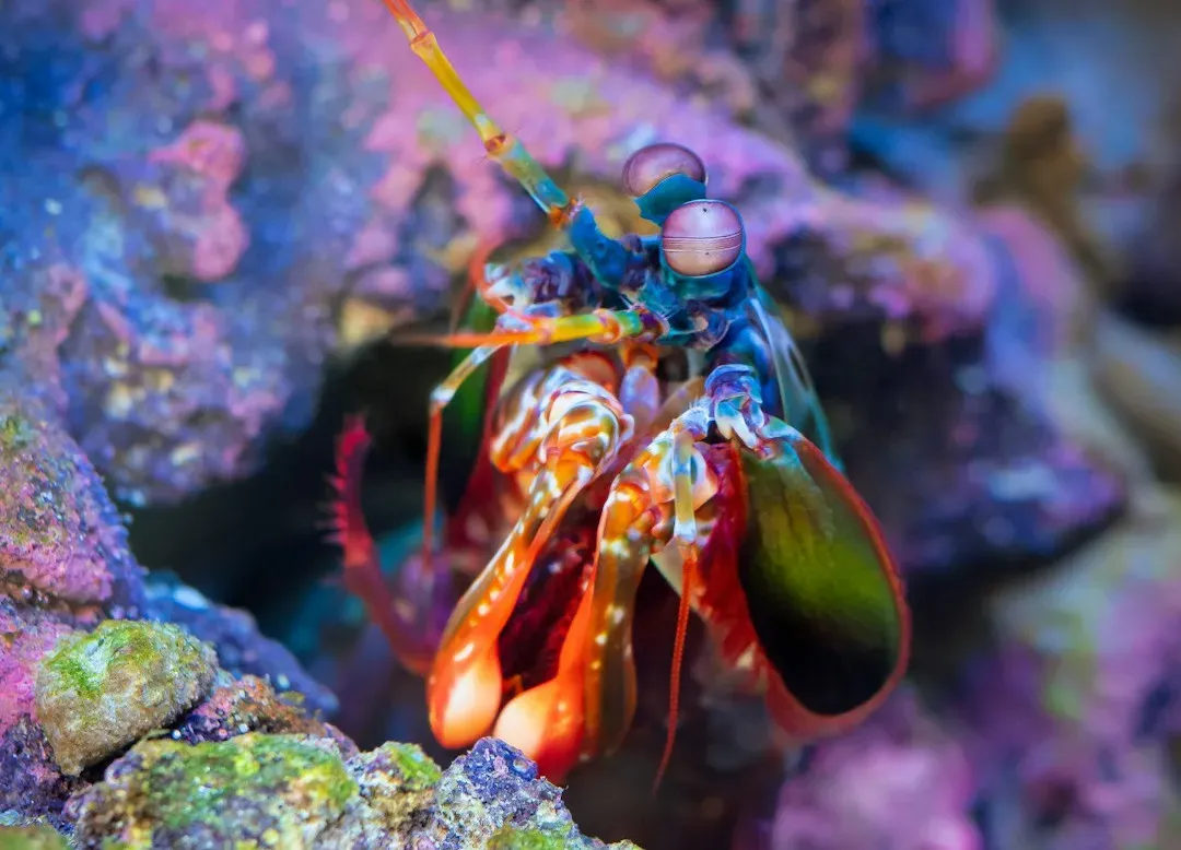 The Shocking Precision of Mantis Shrimp Vision (Image Credits: Unsplash)