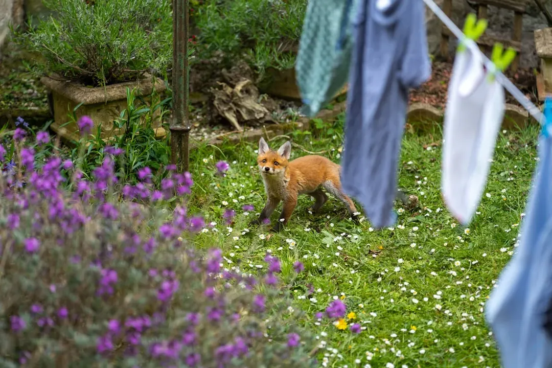 Libra: The Graceful Garden Fox Balancing Every Step (Image Credits: Unsplash)