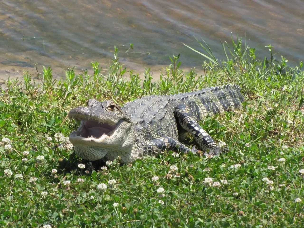 American Alligator: From Hunted Hide to Southern Icon (Image Credits: Pixabay)