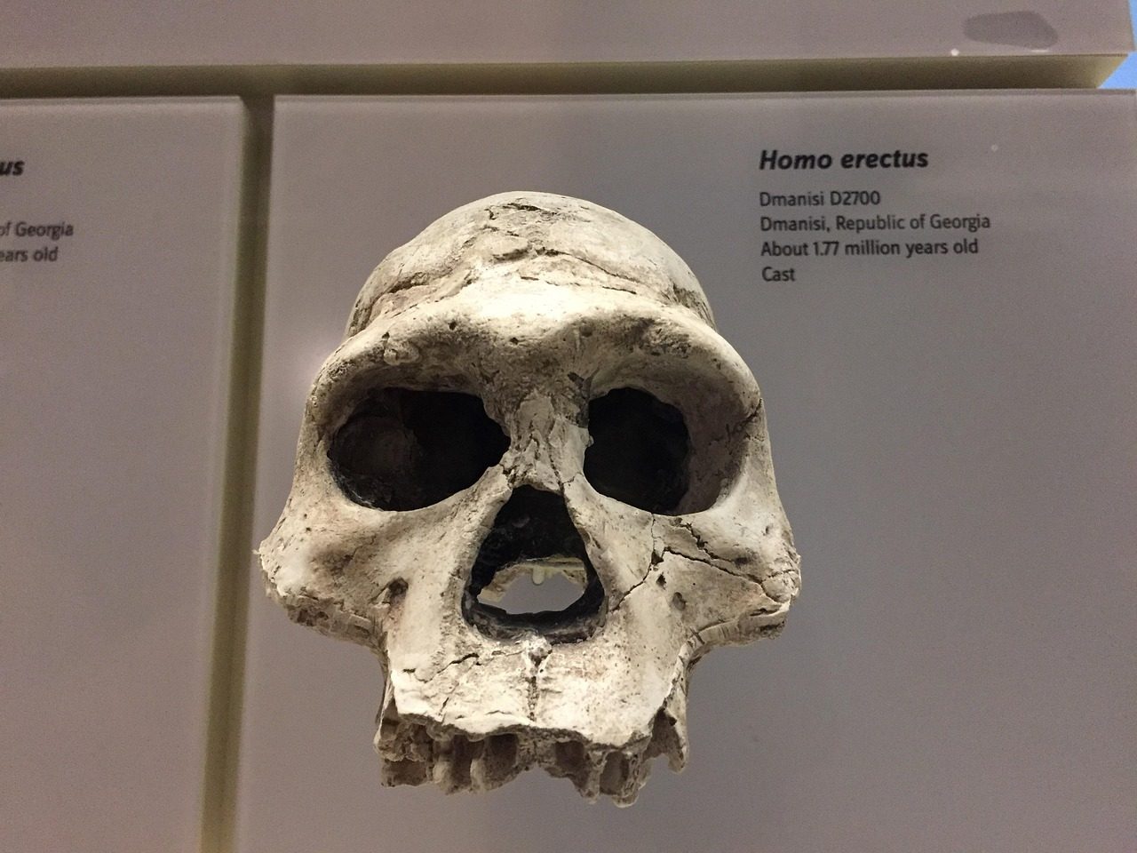 Java Man (Homo erectus): The Pioneer Migrants (Image Credits: Pixabay)