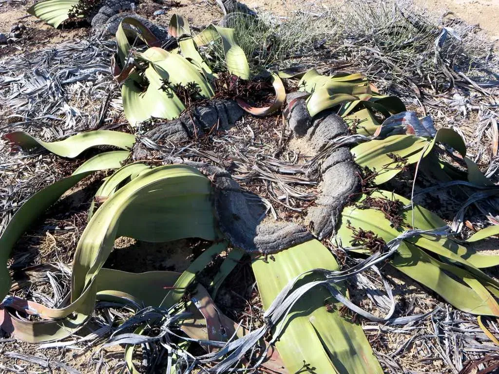 Welwitschia: The Desert Survivor That Refuses To Die (Welwitschia mirabilis, CC BY 2.0)