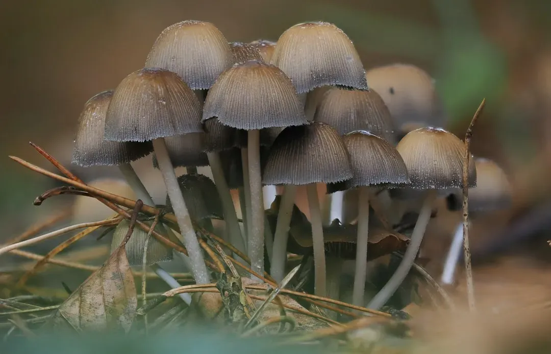 Decomposers Extraordinaire: Nature's Recycling Champions (Image Credits: Unsplash)
