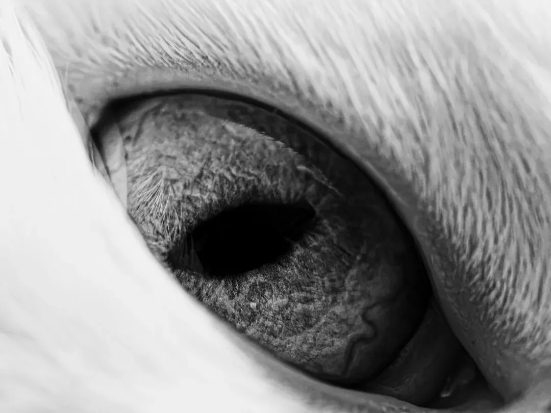 Beyond the Visible: Animals, Machines, and Other Ways of Seeing (Image Credits: Unsplash)