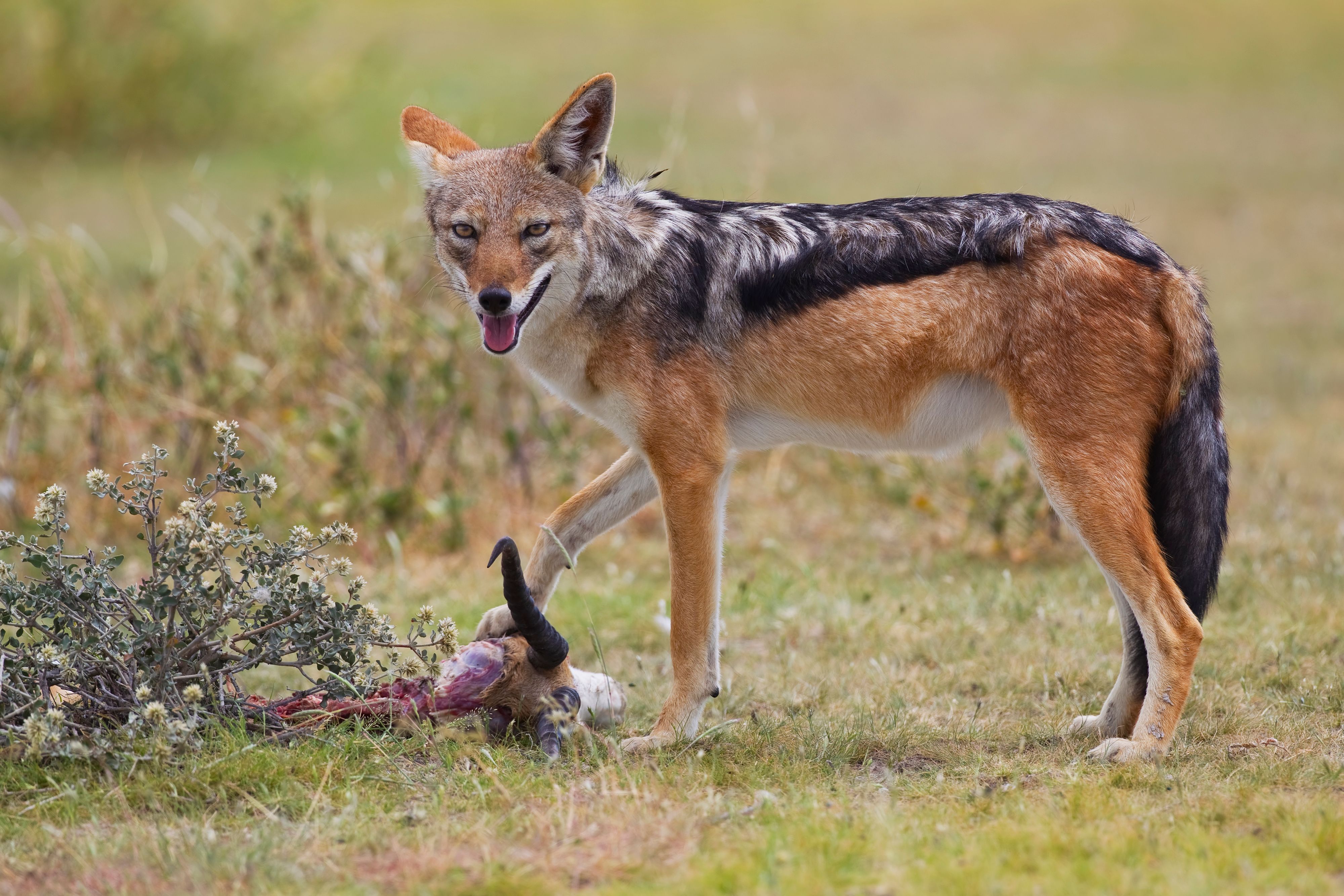 Black-Backed Jackal: Africa’s Night Watch (Image Credits: Wikimedia)