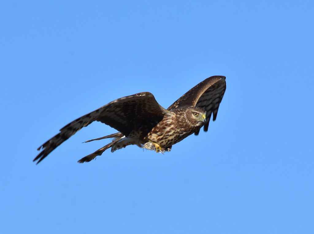 The Hawk's Focus: Virgo's Precision Hunting (Image Credits: Flickr)