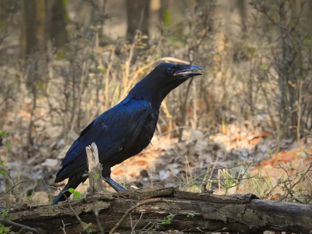 Gemini: The Raven - A Message About Curiosity and Mental Focus (Image Credits: Unsplash)