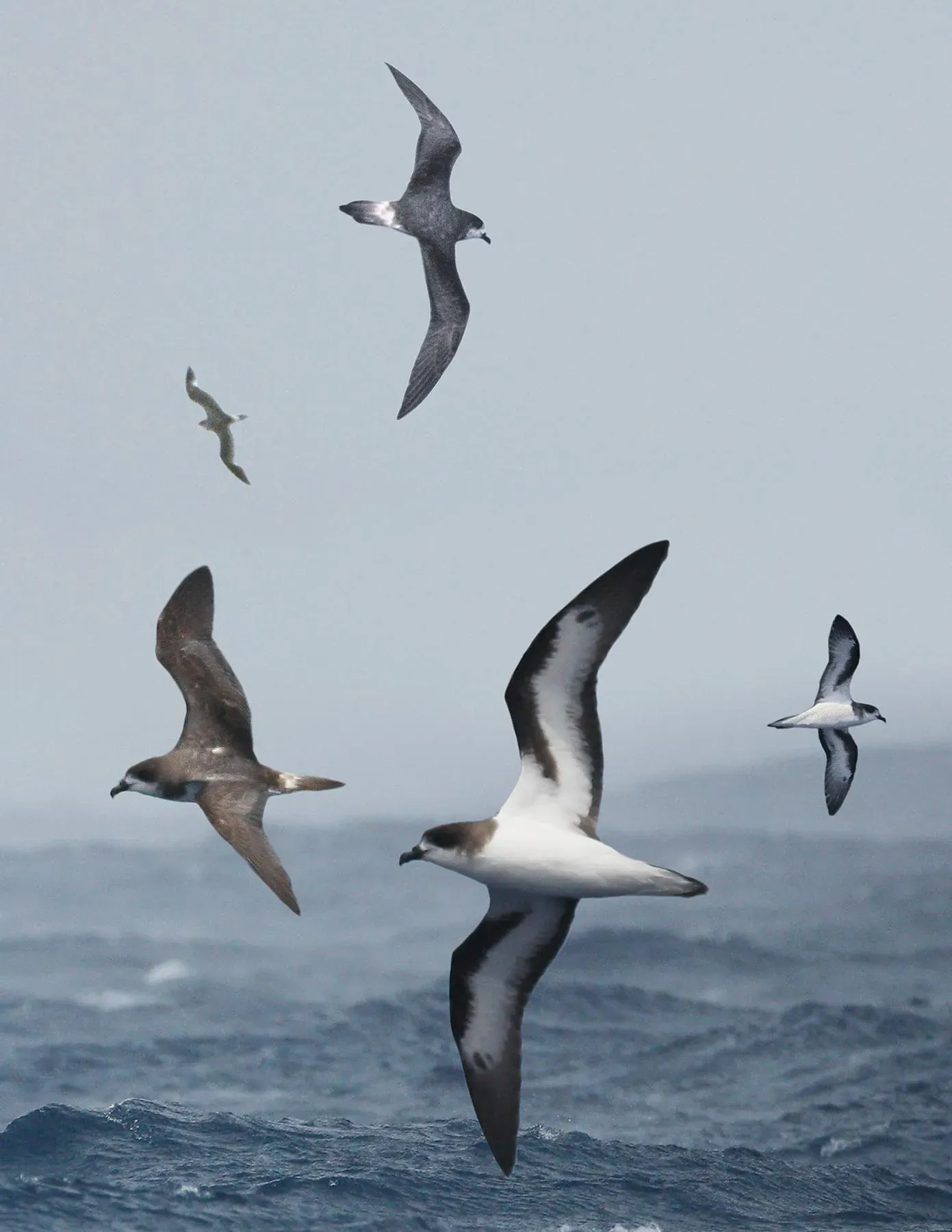#5 - The Cahow: A Seabird Pulled Back from Eighteen Nesting Pairs (Richard Crossley, CC BY-SA 3.0)