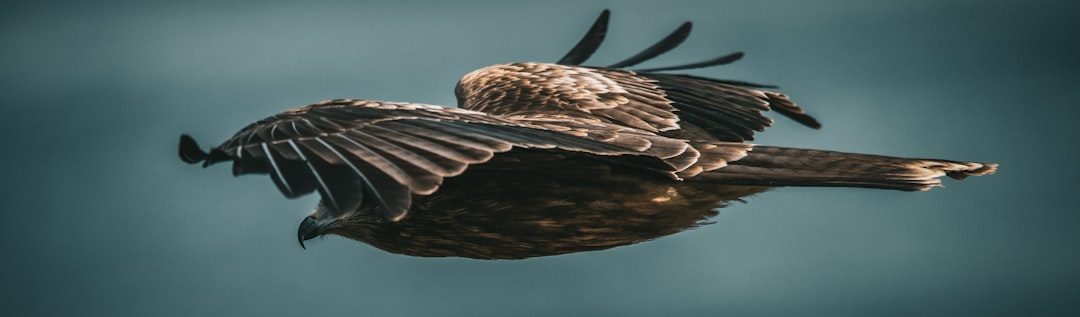 Wing Morphing: The Shape‑Shifter Advantage (Image Credits: Unsplash)