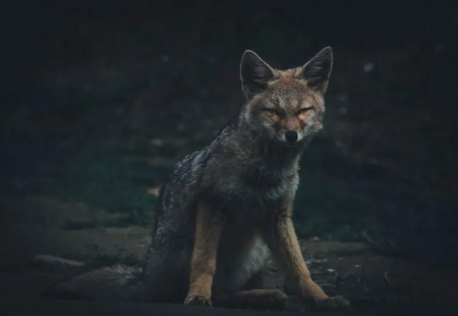 Pisces: The Fox Slipping Between Worlds (Image Credits: Pexels)