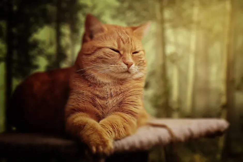 Daydreaming or Just Zoning Out? What Their Naps Really Mean (Image Credits: Pexels)
