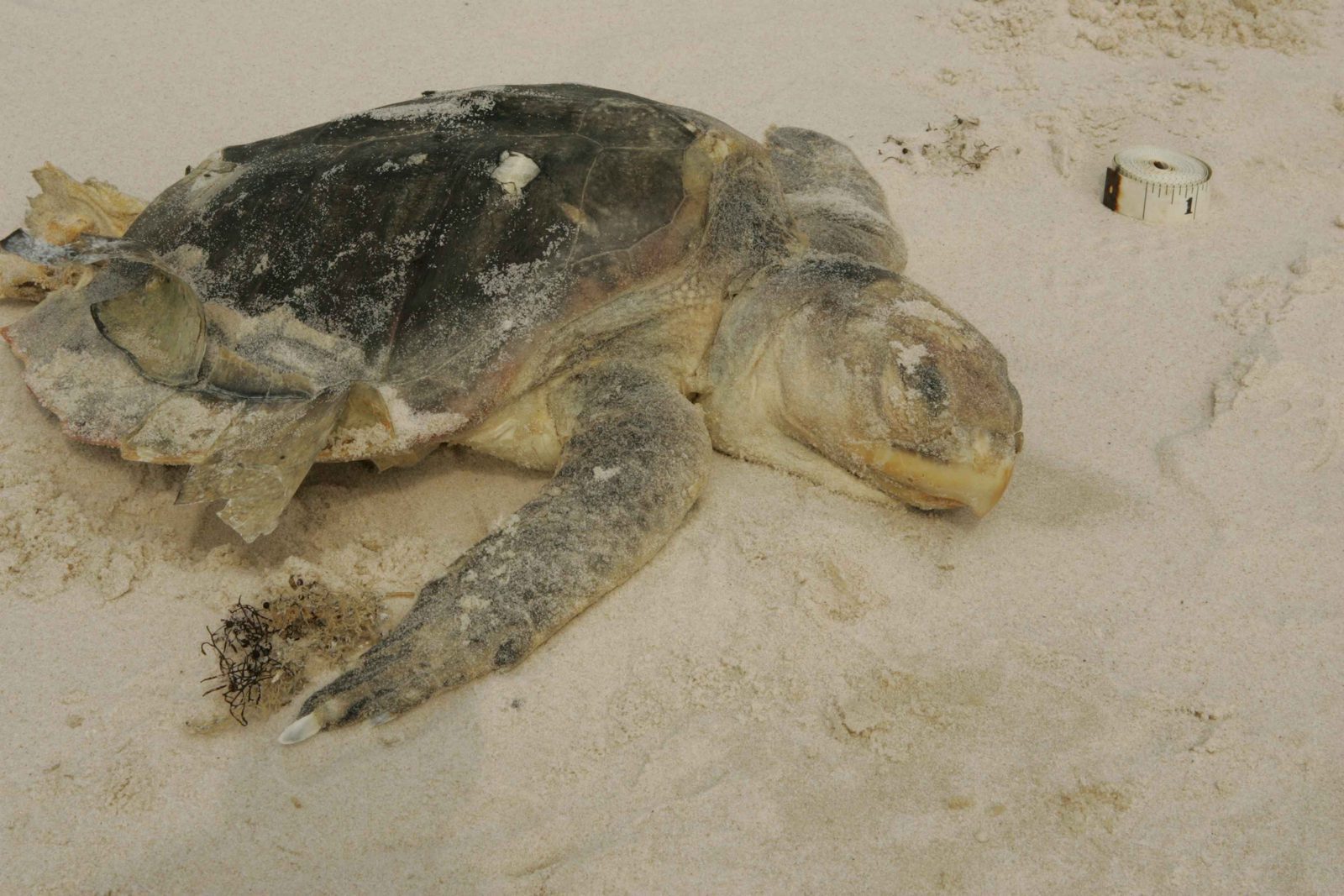 The Hidden Clues: Kemp’s Ridley Sea Turtle’s Vanishing Nesting Beaches (Image Credits: Wikimedia)