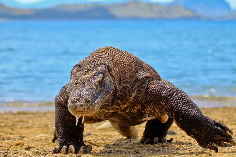 9. The Komodo Dragon: A Living Monster Dismissed as Sailor's Fantasy (Adhi Rachdian, Flickr, CC BY 2.0)