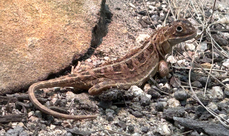 Victorian Grassland Earless Dragon: Australia's Hidden Lizard (Image Credits: Wikimedia)