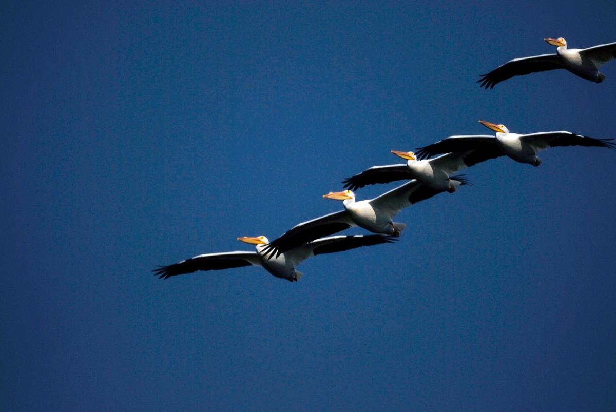 The Pelican: Graceful Community Explorer (Image Credits: Rawpixel)