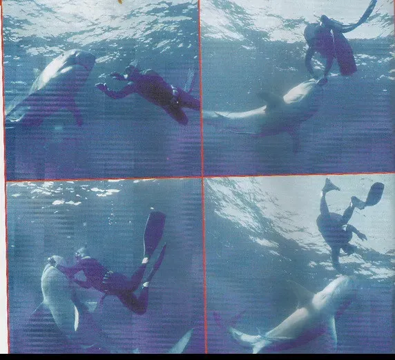 Conclusion: What October really means for you in Hawaii’s waters (Iggy., Flickr, CC BY 2.0)