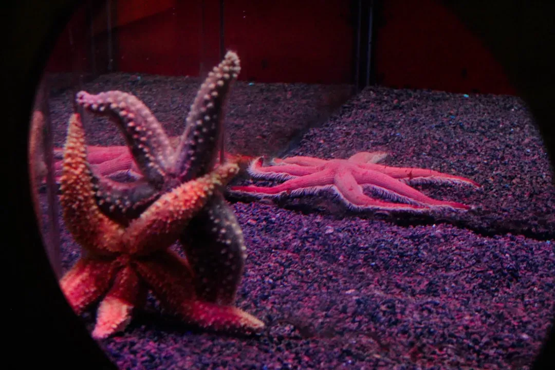 Starfish and Sea Cucumbers: When Your Whole Body Is a Backup Plan (Image Credits: Unsplash)