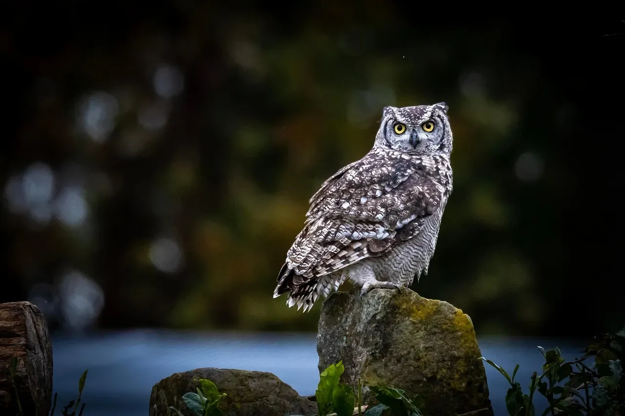 Modern Romanticism: How We Reimagined Nordic Owls (Image Credits: Pixabay)