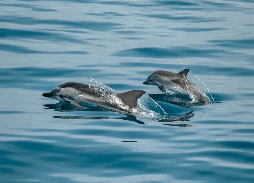 4. Dolphins: Masters of Tools and Teaching (Image Credits: Unsplash)