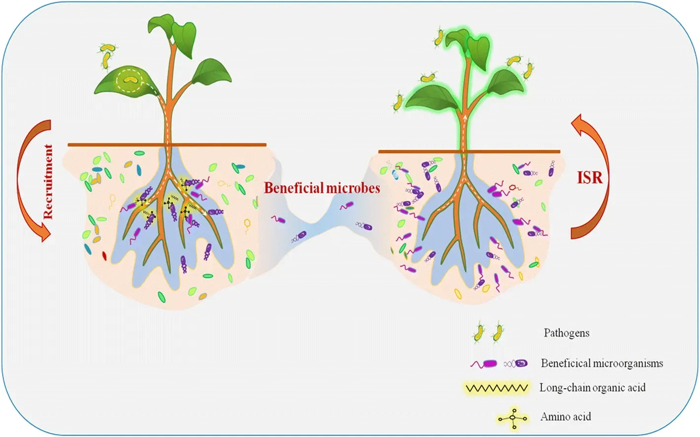 Root Exudates Create Chemical Conversations Underground (Image Credits: Wikimedia)